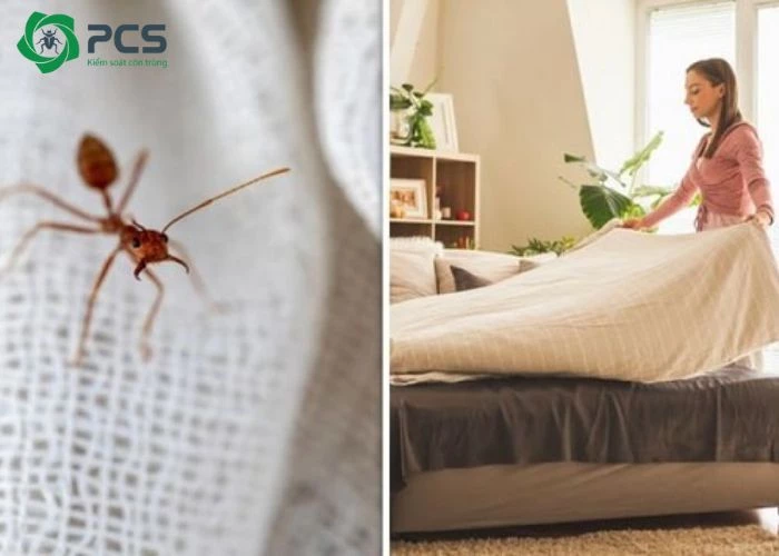 cách diệt kiến gió trên giường